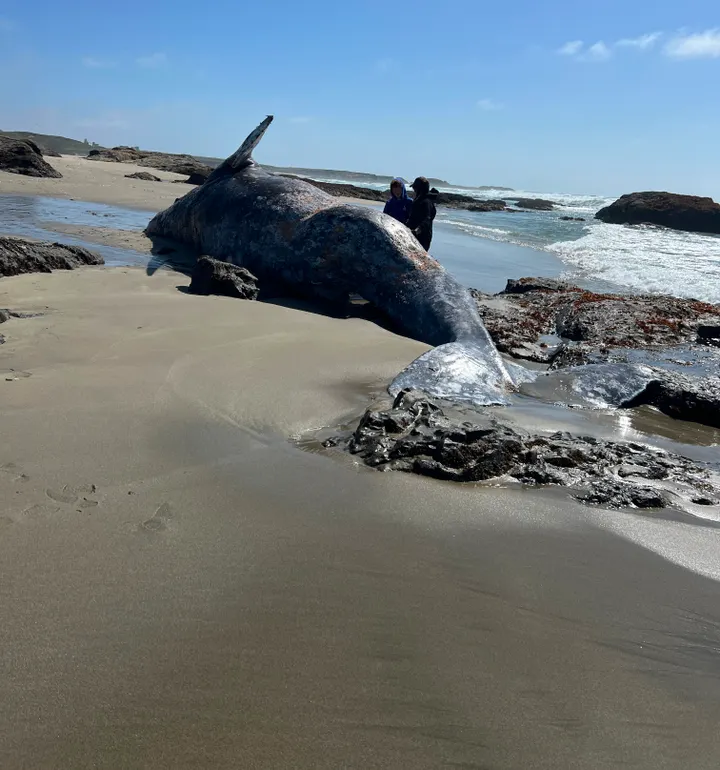 Mendo Local Weekly News — May 3, 2026