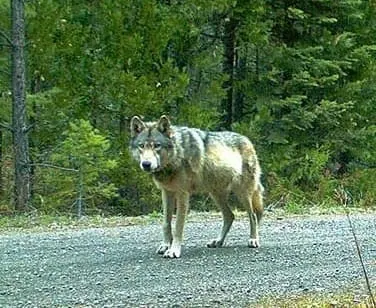 Gray Wolf Confirmed in Mendocino National Forest As the Species Returns to California