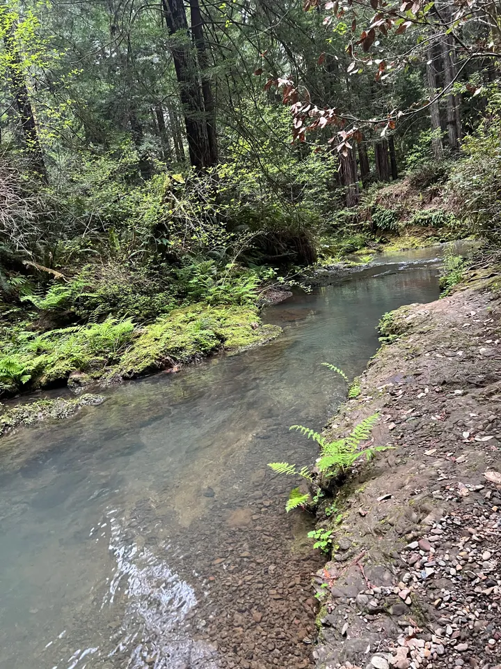 'Paying for the Knife': A Lobbyist Group Funded by Mendocino County Is Working to Defeat Forest Management Bill