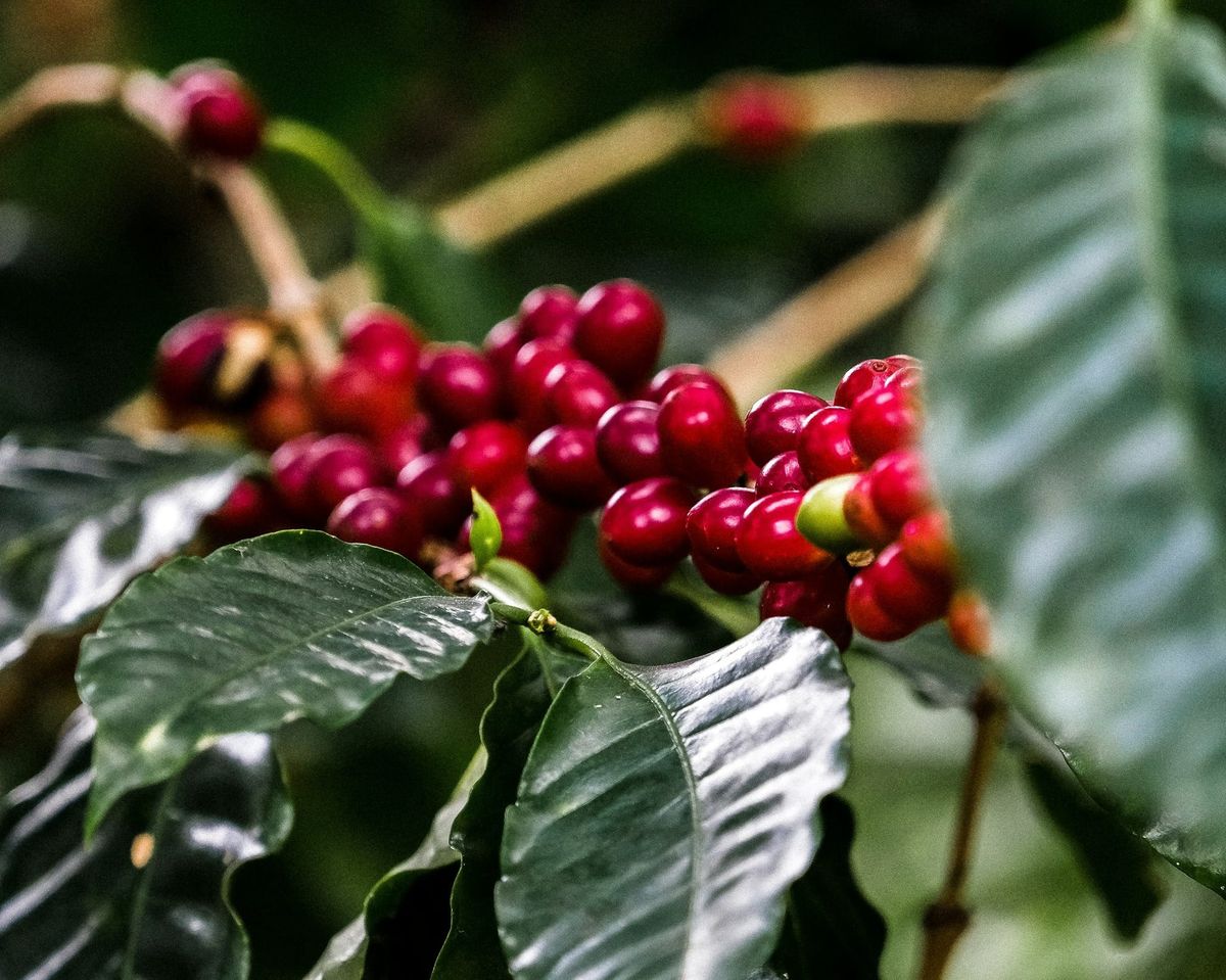 Limited results so far from Dutch development projects in Colombia