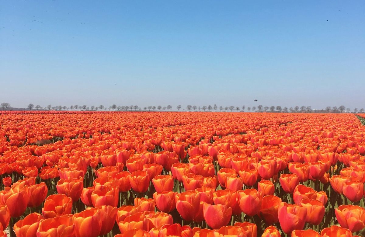 Dutch flower diplomacy: Netherlands backs EU Armenia package, opens Europe’s market to Armenian flower exports