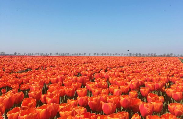 Dutch flower diplomacy: Netherlands backs EU Armenia package, opens Europe’s market to Armenian flower exports