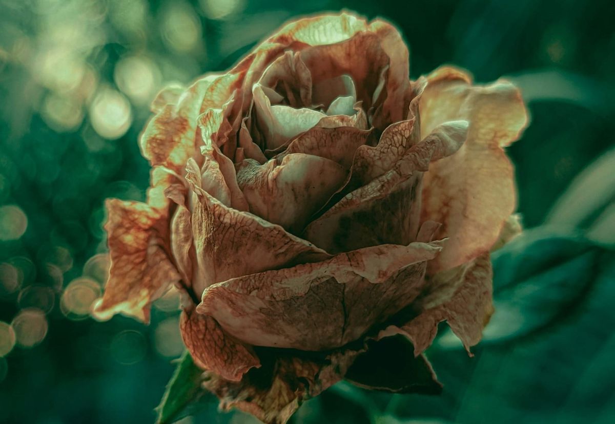 Photo of a fading peach colored rose against a deep green background