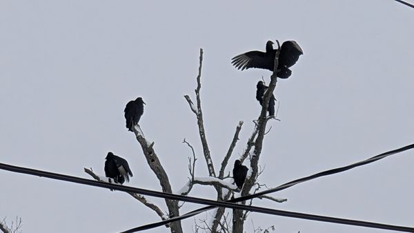 Five vultures perched on branches of a dead oak tree in winter.