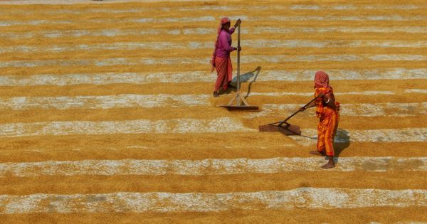 Two women in India wearing simple red saris rake rows of threshed grain to dry.