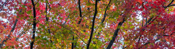 A photograph of a tree with its leaves changing colour. Some are green, some are red, and some are in-between.