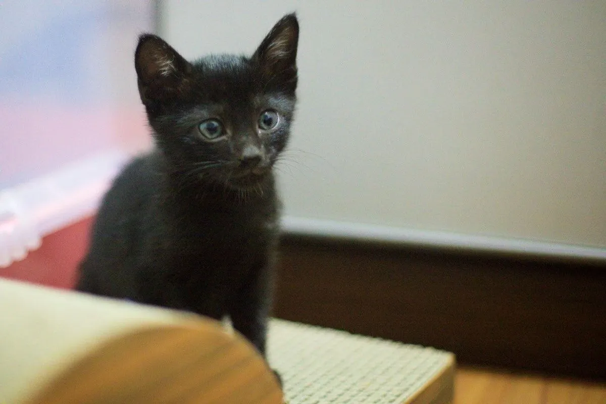 Introducing Francis Begbie