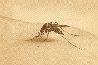 Best Mosquito Repellent in Canada: 7 Picks From $9