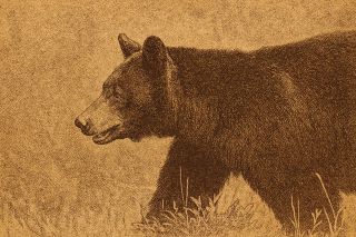 Saskatchewan Bear Attack Kills 27-Year-Old Indian Worker at Uranium Site