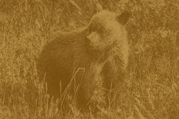 Three Grizzly Cubs Found Near Cochrane After Hunter Injured in Bear Attack