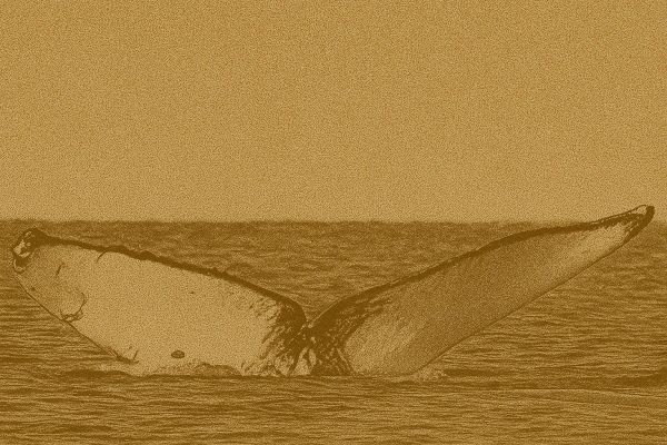 Third Humpback Whale Found Dead Off British Columbia Coast in Two Months