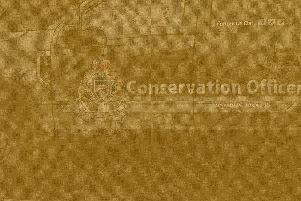 Grizzly Sow and Cubs Likely Involved in Bella Coola Attack, Four Injured