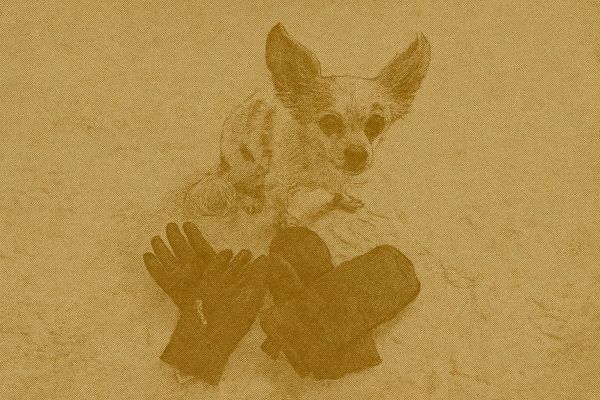 Best Dog Walking Gloves for Canadian Winter (2026)