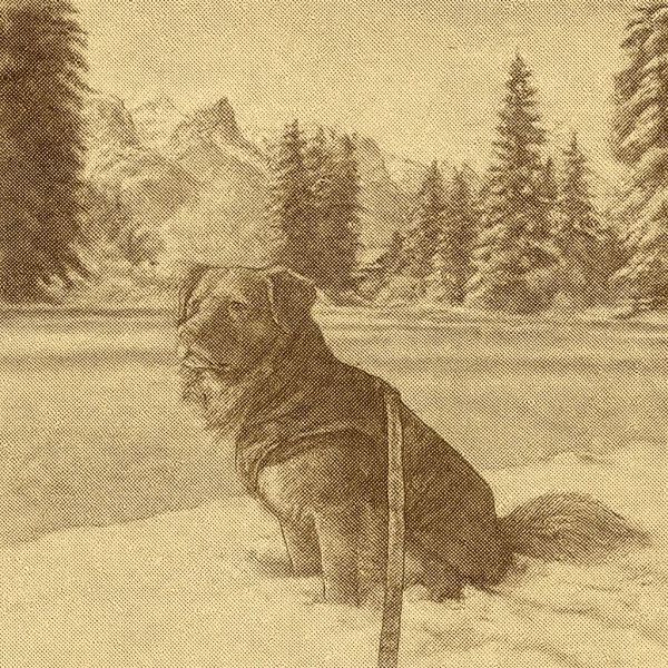 Best Dog Winter Coats for Extreme Cold in Canada (2026)