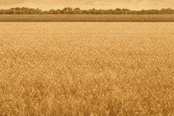 Manitoba Invests Additional $10.5M in Winnipeg Cereals Research Hub
