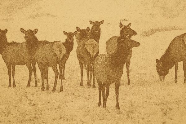 Saskatchewan Farmers Granted Elk Permits to Protect Crops Starting 2027