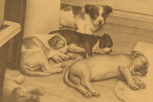 Hamilton Police Bust Illegal Dispensary, Seize $210K in Drugs, 10 Dogs Rescued