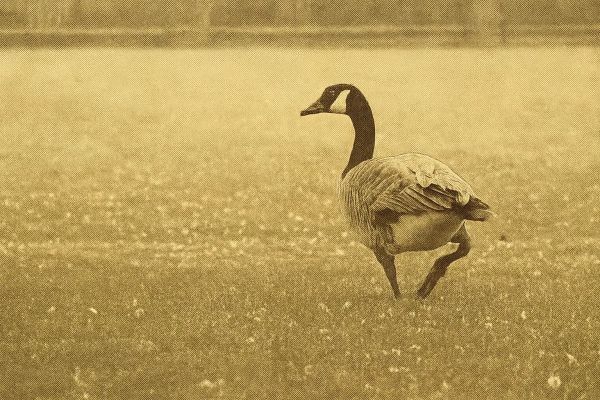 Winnipeg Teen Faces Animal Cruelty Charges After Killing Geese in SUV Rampage