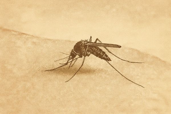 Best Mosquito Repellent in Canada: 7 Picks From $9