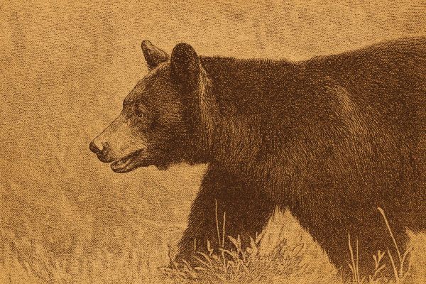 Saskatchewan Bear Attack Kills 27-Year-Old Indian Worker at Uranium Site