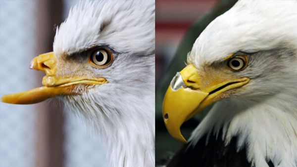 Hayvanlar için 3D Baskı