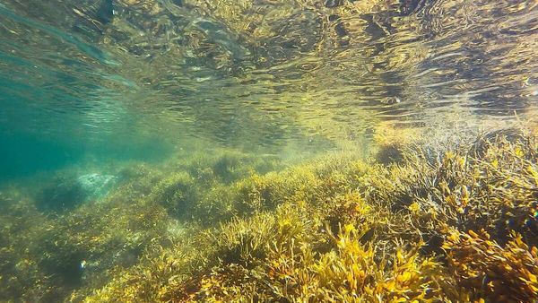 Okyanustan Sıfır Karbonlu Bir Gelecek Yaratmak