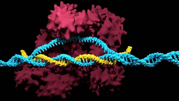 CRISPR Nedir?