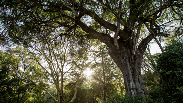 Appledan İklim Değişikliği İçin 200 Milyon Dolarlık Fon