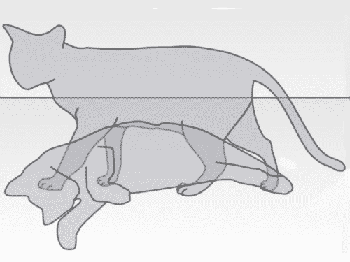 schrödingerin kedisi