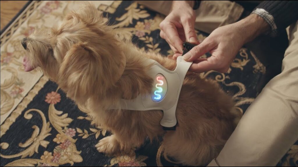 Inupathy Köpek Tasması