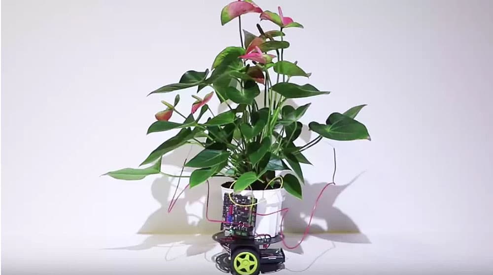 Neden Cyborg Bitkiler?