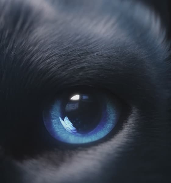 Oppo Reno7 Teknik Özellikleri