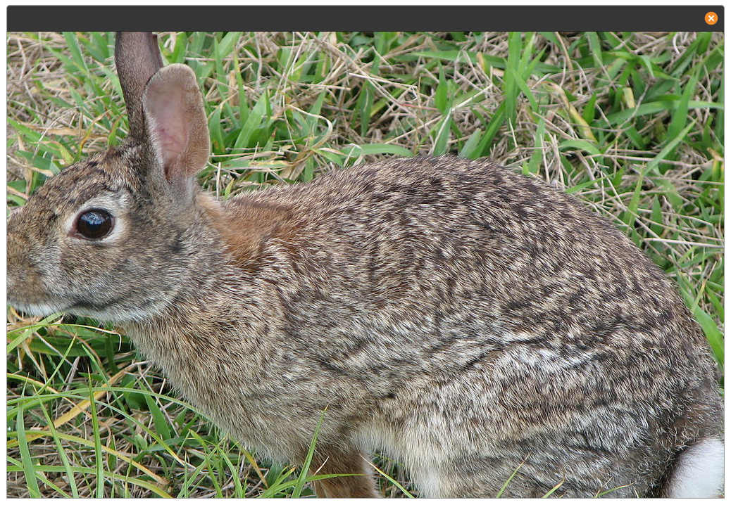 A picture of a rabbit has been pasted