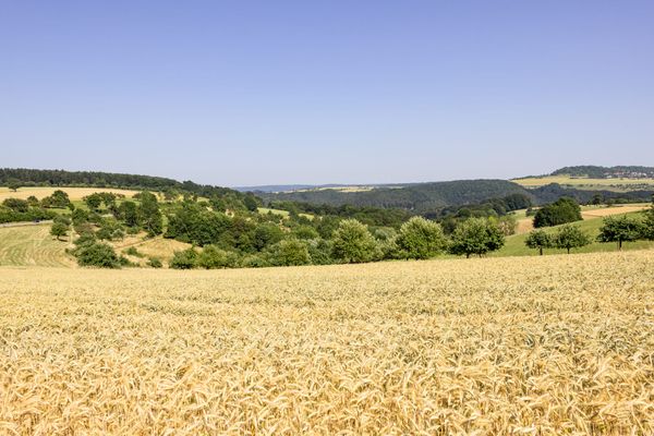 Farmers Against Free Trade