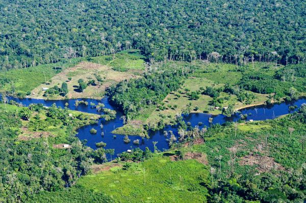 Carbon Credits Are Destroying the Amazon