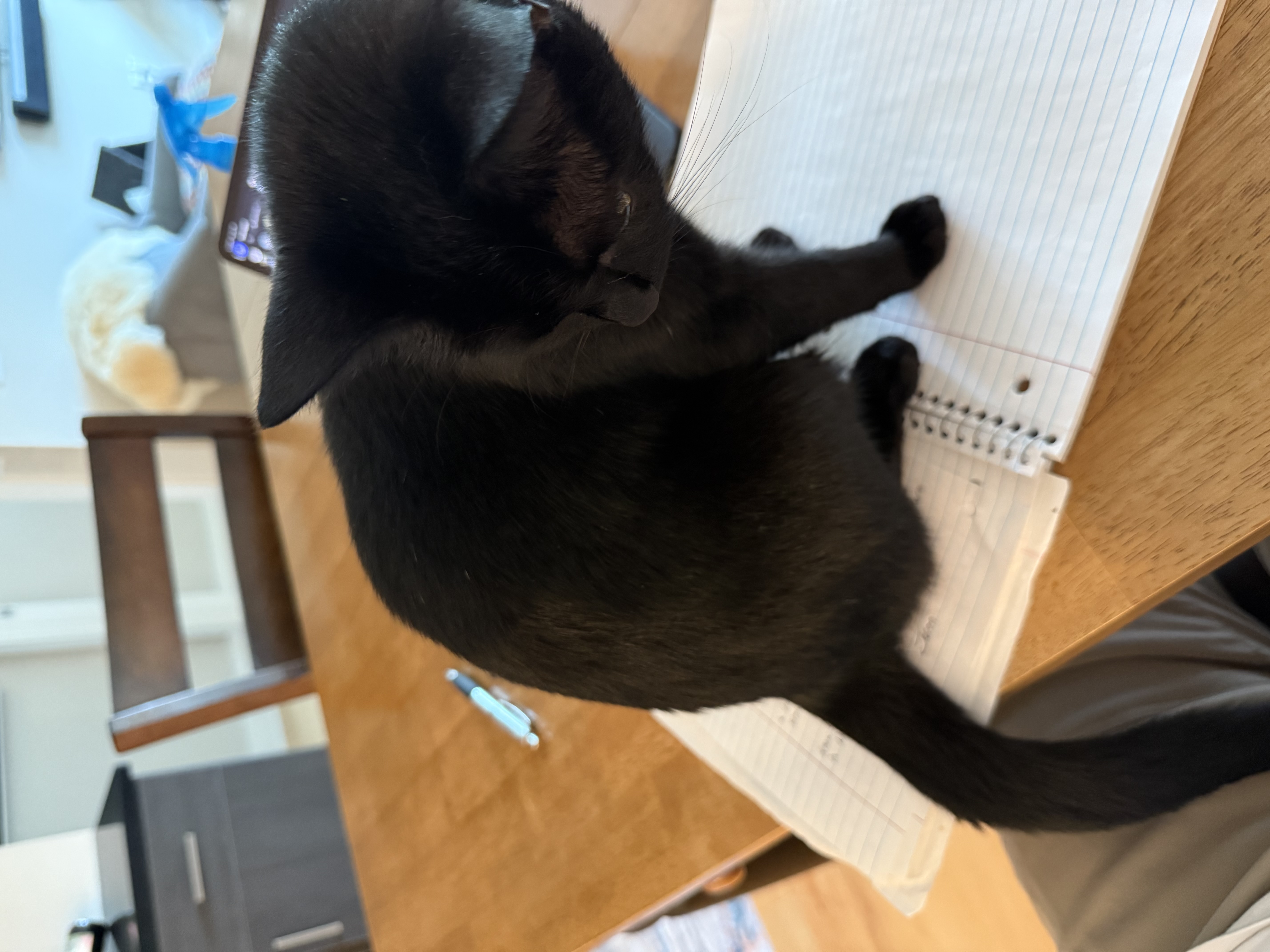 A black cat sitting on a notebook.
