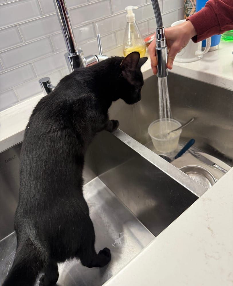 A black cat in the sink, fascinated with water.
