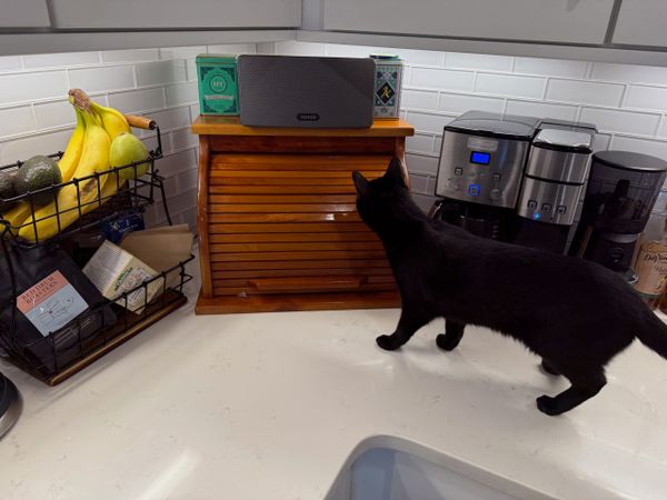 A beautiful breadbox behind a black cat.