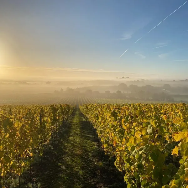 Britain by the Bottle: Local UK Wineries