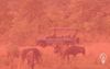 Thula: The Sound of an Electric Safari