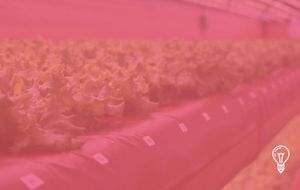 Abu Dhabi University