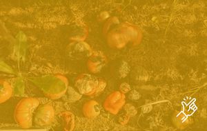 UN Environment Programme (UNEP)