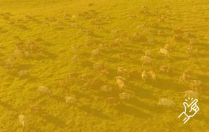 Changing Markets Foundation