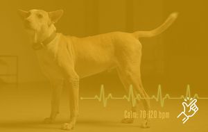 Fortuna Indonesia, Hope for Strays