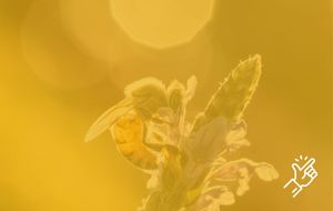 Bees as Stakeholders
