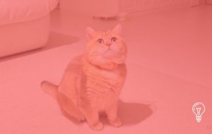 PurrPurr AI Collar