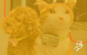Glocal Me: When Pets Dial Home
