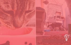 Feed The Cat: Remote Compassion