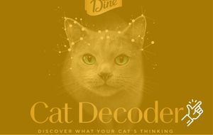 Mars and Amazon: Cat Decoder