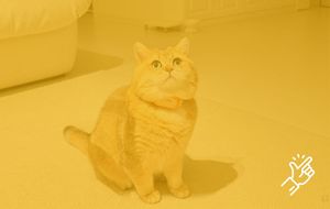 PurrPurr AI Collar